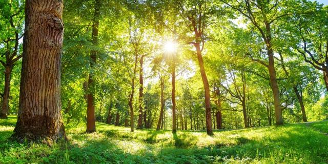 Sunlight shining through the forest