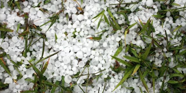 Hail between grass