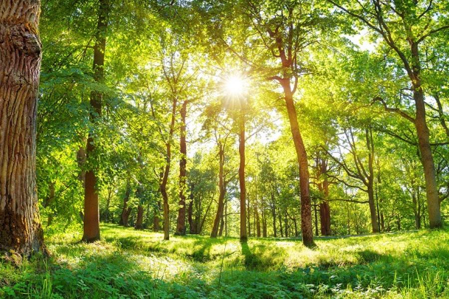 Sunlight shining through the forest