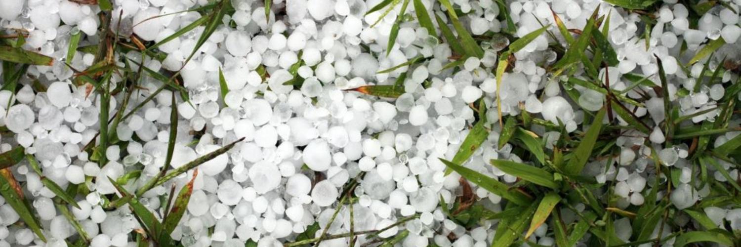 Hail between grass